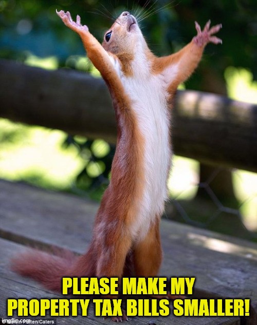 Photo of a brown squirrel standing on a wooden deck with its little arms thrown up in the air and its head thrown back as if in exasperation. Text reads 'Please make my property tax bills smaller!'